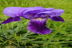 Iris clarkei